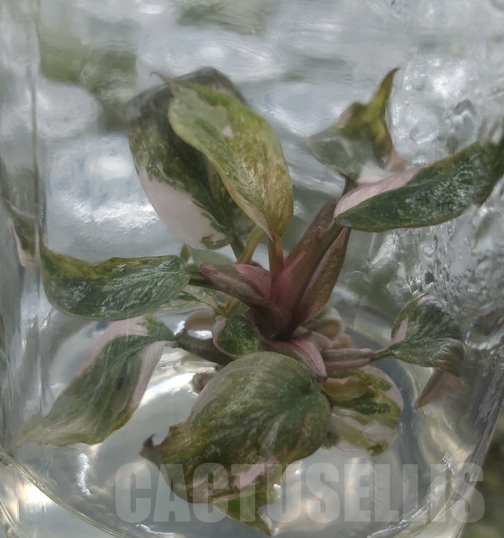 LAB044 Philodendron 'Pink Princess' TC plant - Image 4