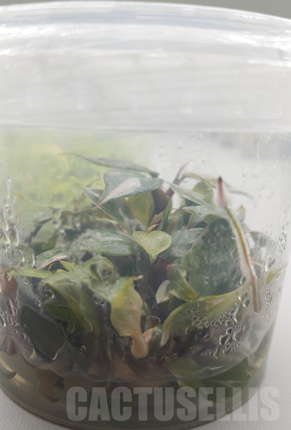 LAB046E Philodendron 'Pink Princess' TC 10 plants - Image 7