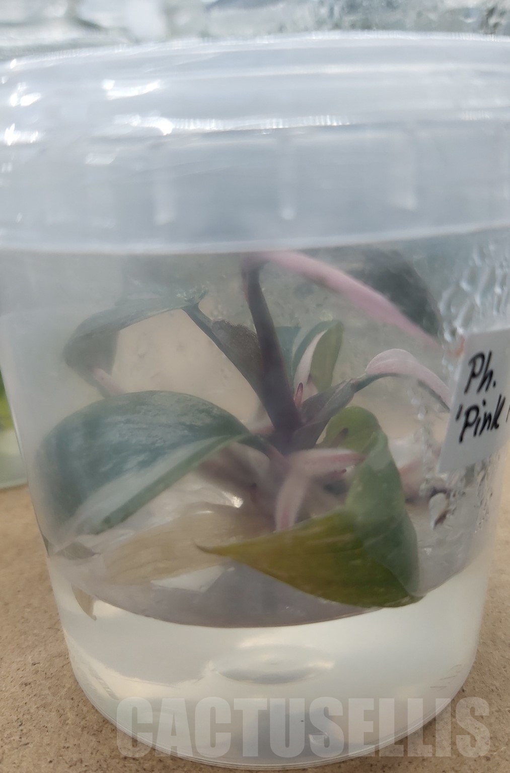 LAB044 Philodendron 'Pink Princess' TC plant