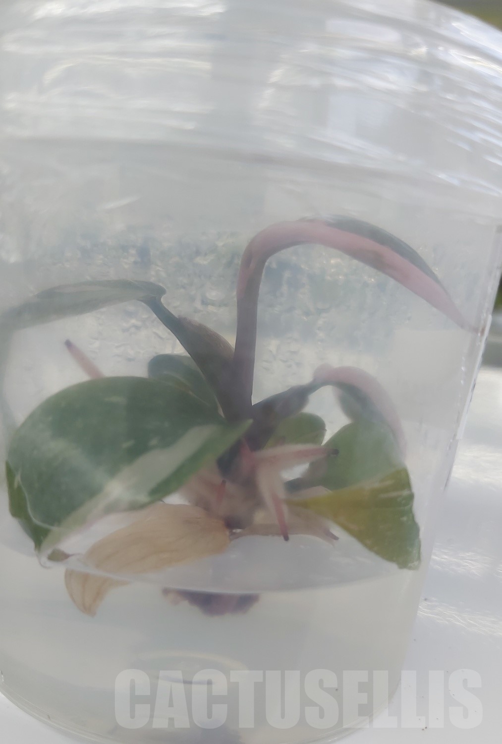 LAB044 Philodendron 'Pink Princess' TC plant - Image 5