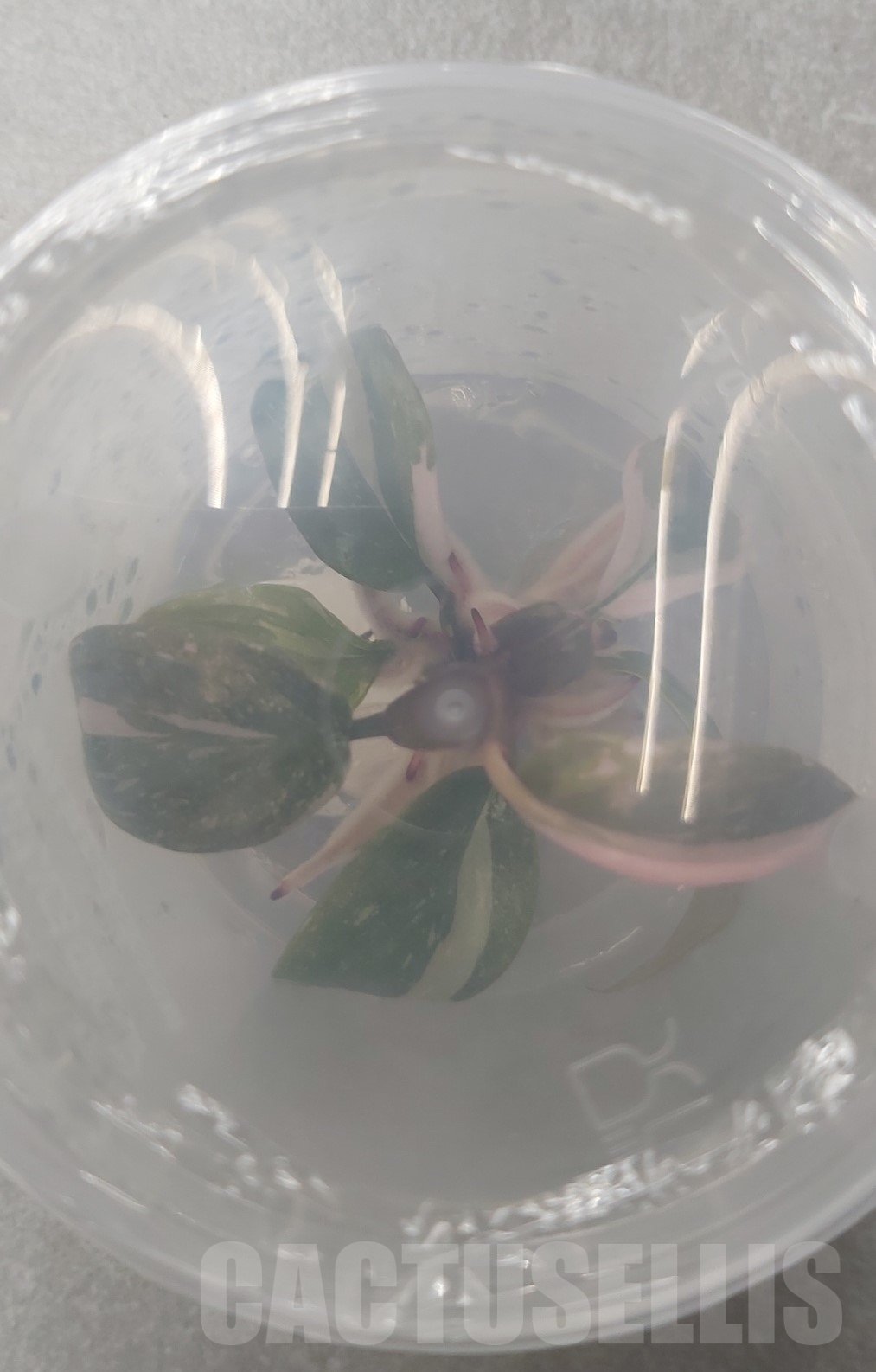 LAB044 Philodendron 'Pink Princess' TC plant - Image 6