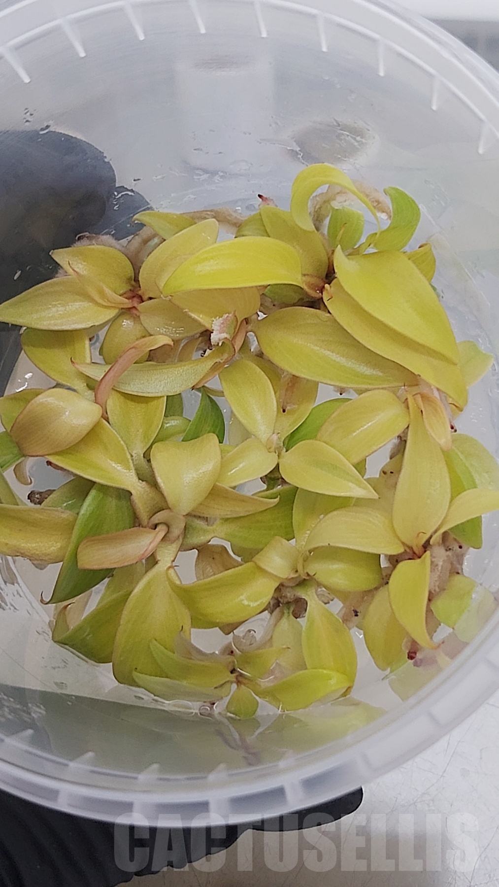 LAB022E Philodendron 'Prince of Orange' TC - 10 plants