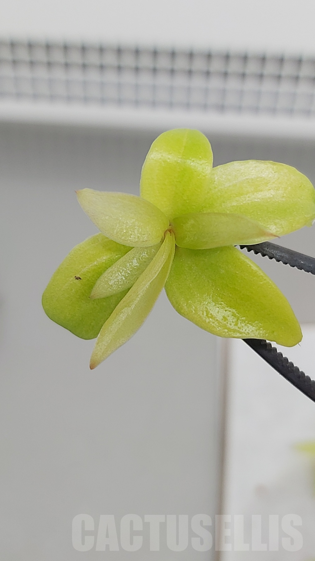 LAB022E Philodendron 'Prince of Orange' TC - 10 plants - 画像 (2)