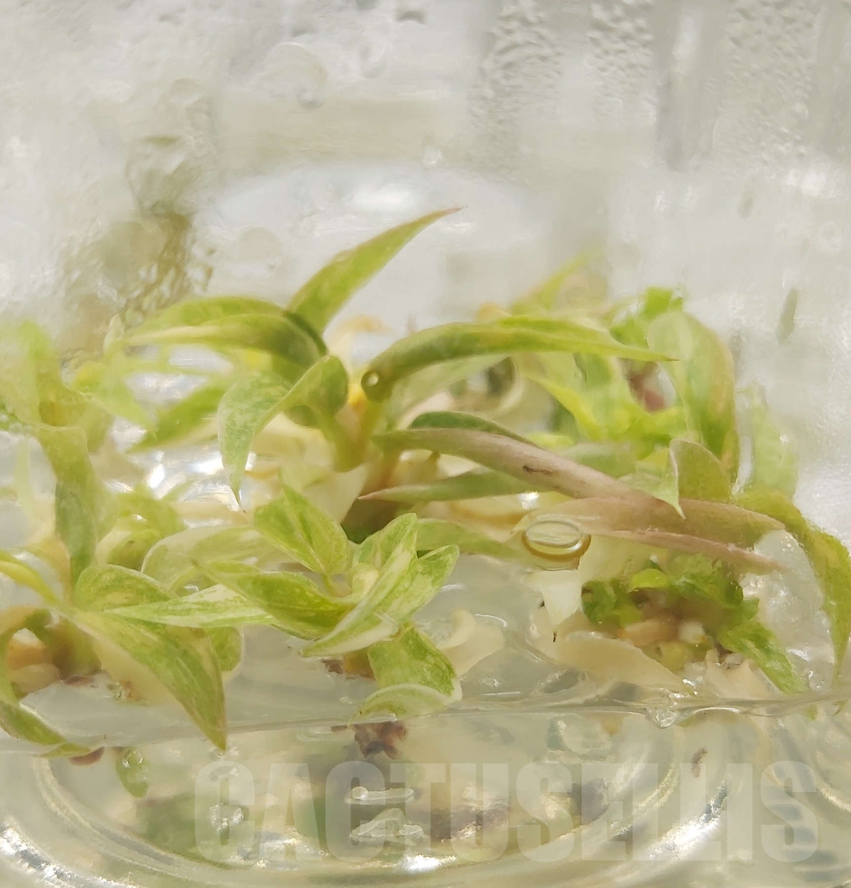 LAB037E Philodendron Ring Of Fire TC 10 plants