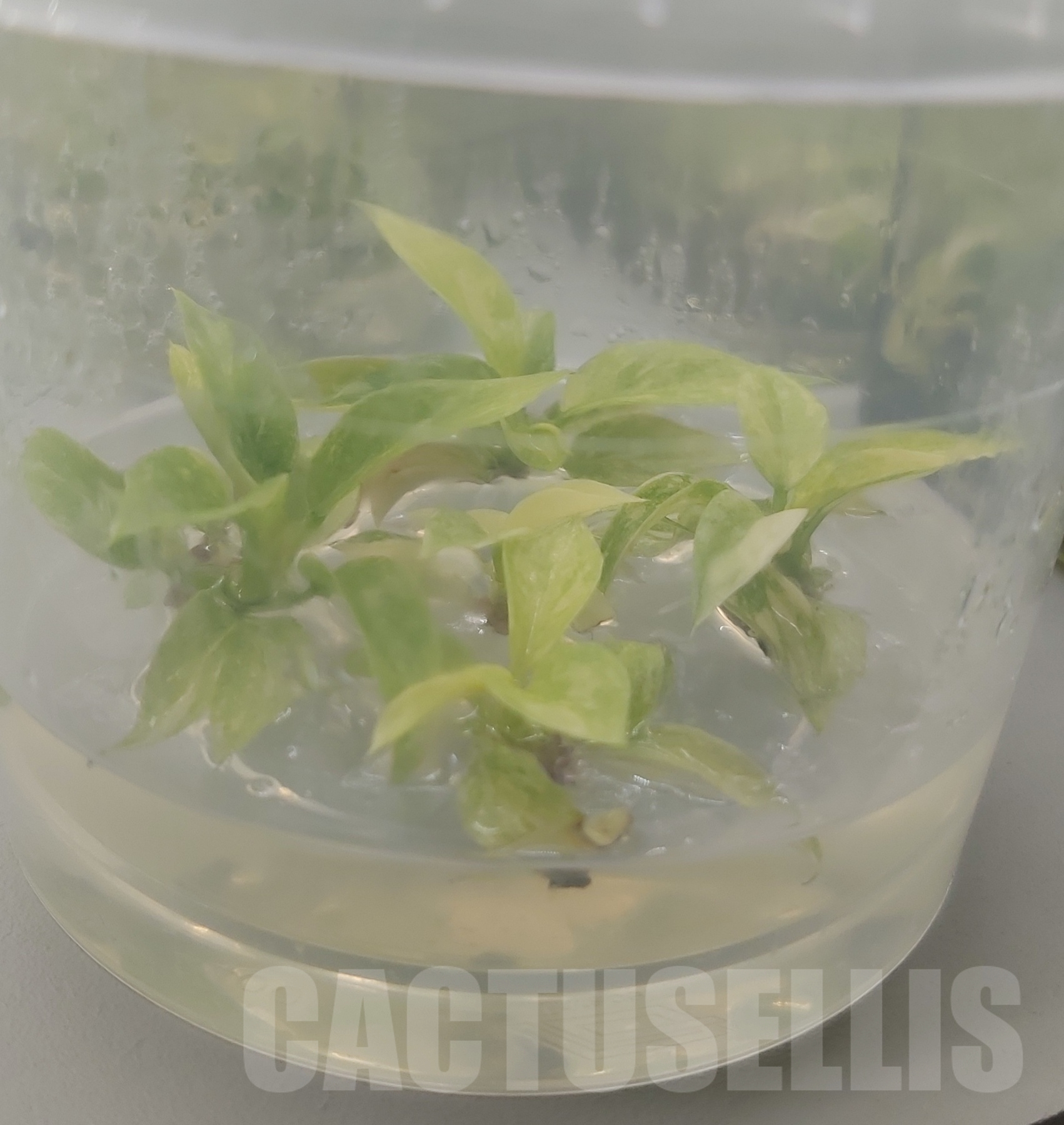 LAB037E Philodendron Ring Of Fire TC 10 plants - Image 5