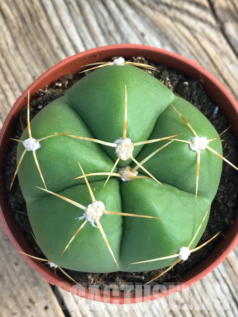 LOT617 20SEEDS Gymnocalycium horstii 2024 - Image 3