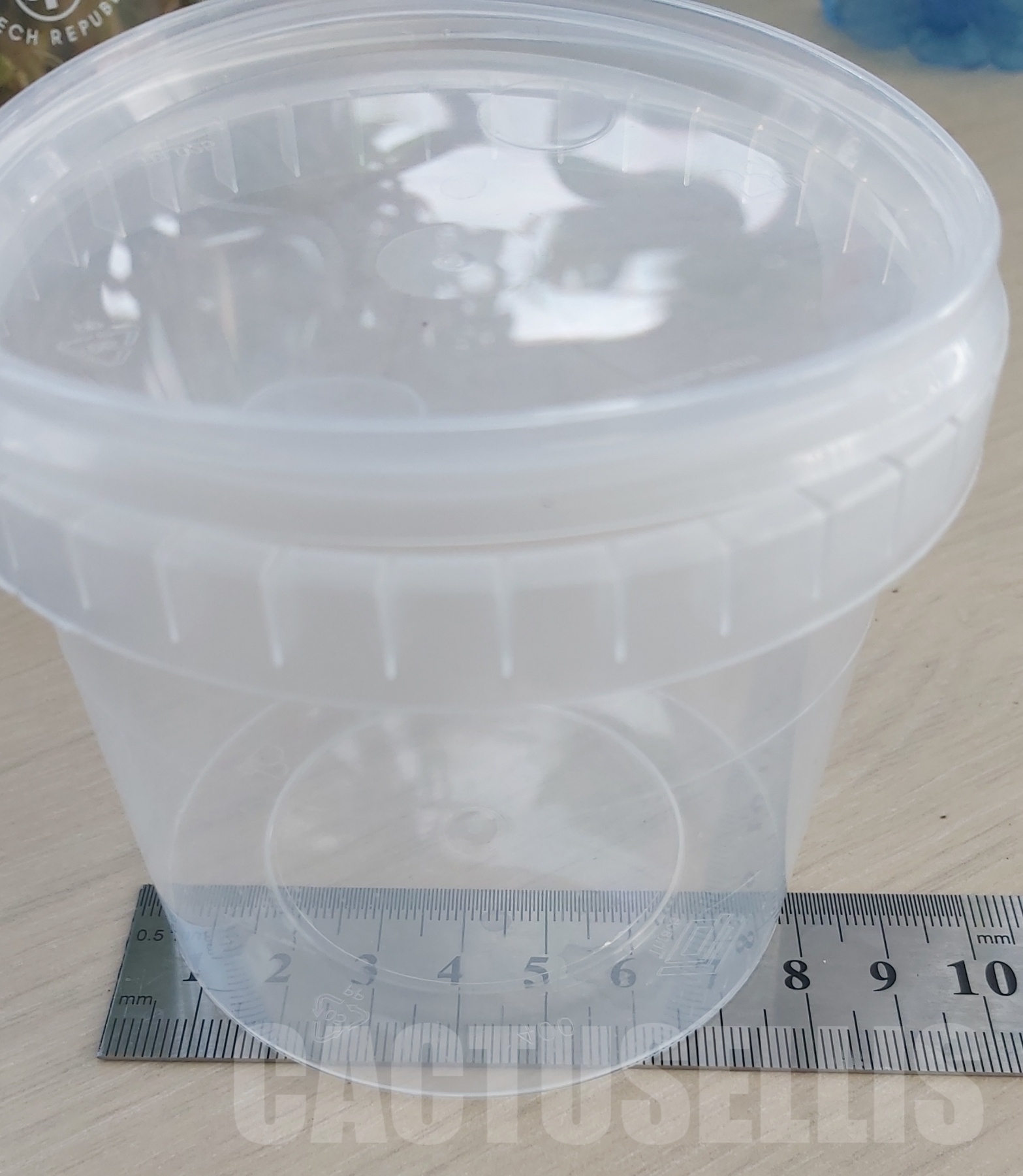 LAB041E Philodendron joepii Green TC 5 plants - Image 6