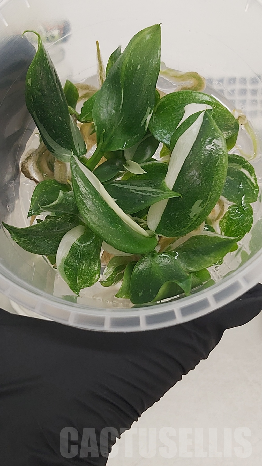 LAB025E Philodendron 'White Wizard' 10 TC plants