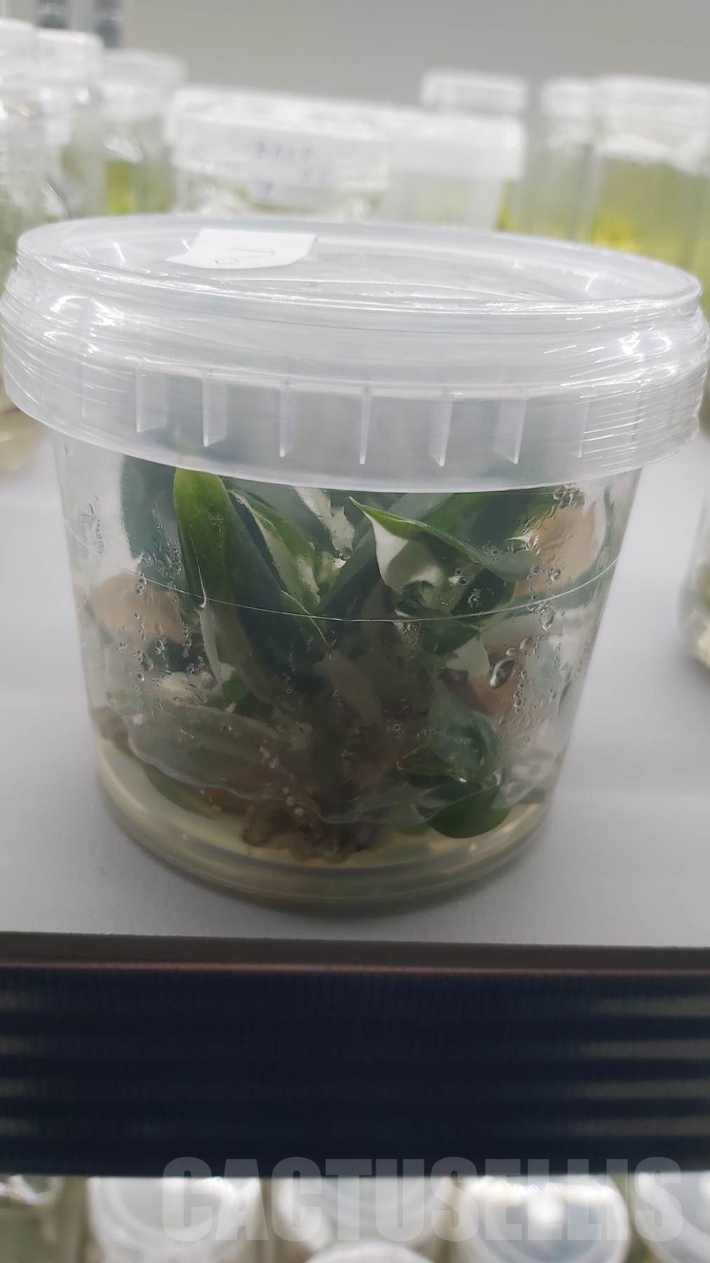 LAB024 Philodendron 'White Wizard' 5 TC plants - 画像 (3)