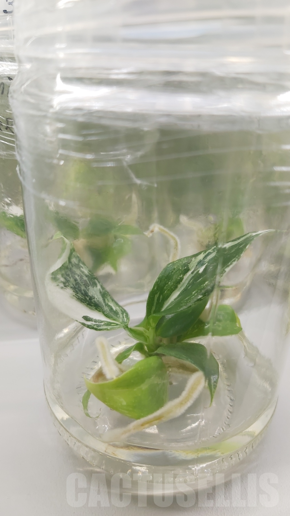 LAB024 Philodendron 'White Wizard' 5 TC plants