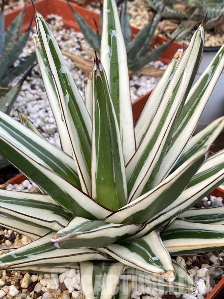 SHPR4594 Agave Victoria Reginae Albomarginata “White Rhino”