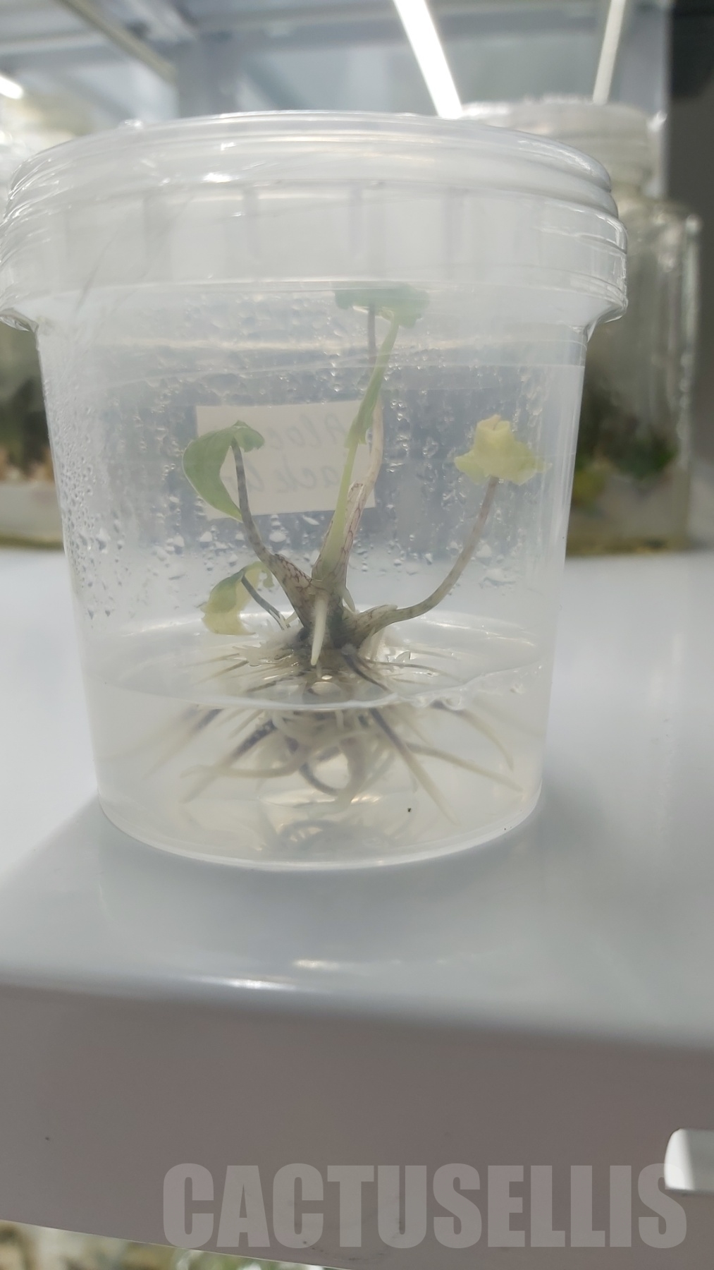 LAB031 Alocasia Jacklyn TC plant - Image 2