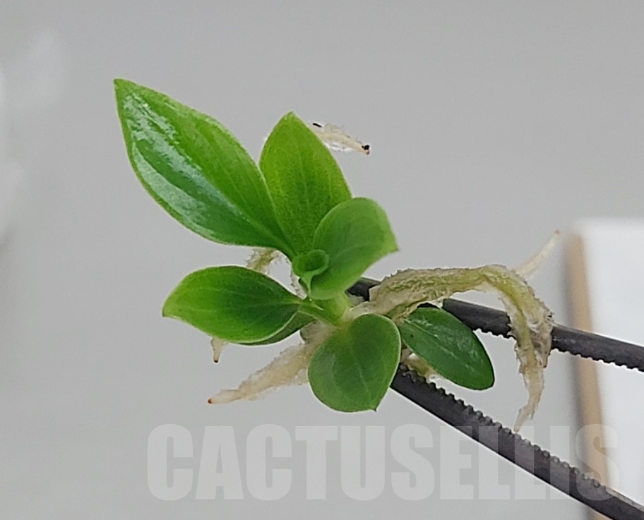 LAB040 Philodendron joepii Green TC plant