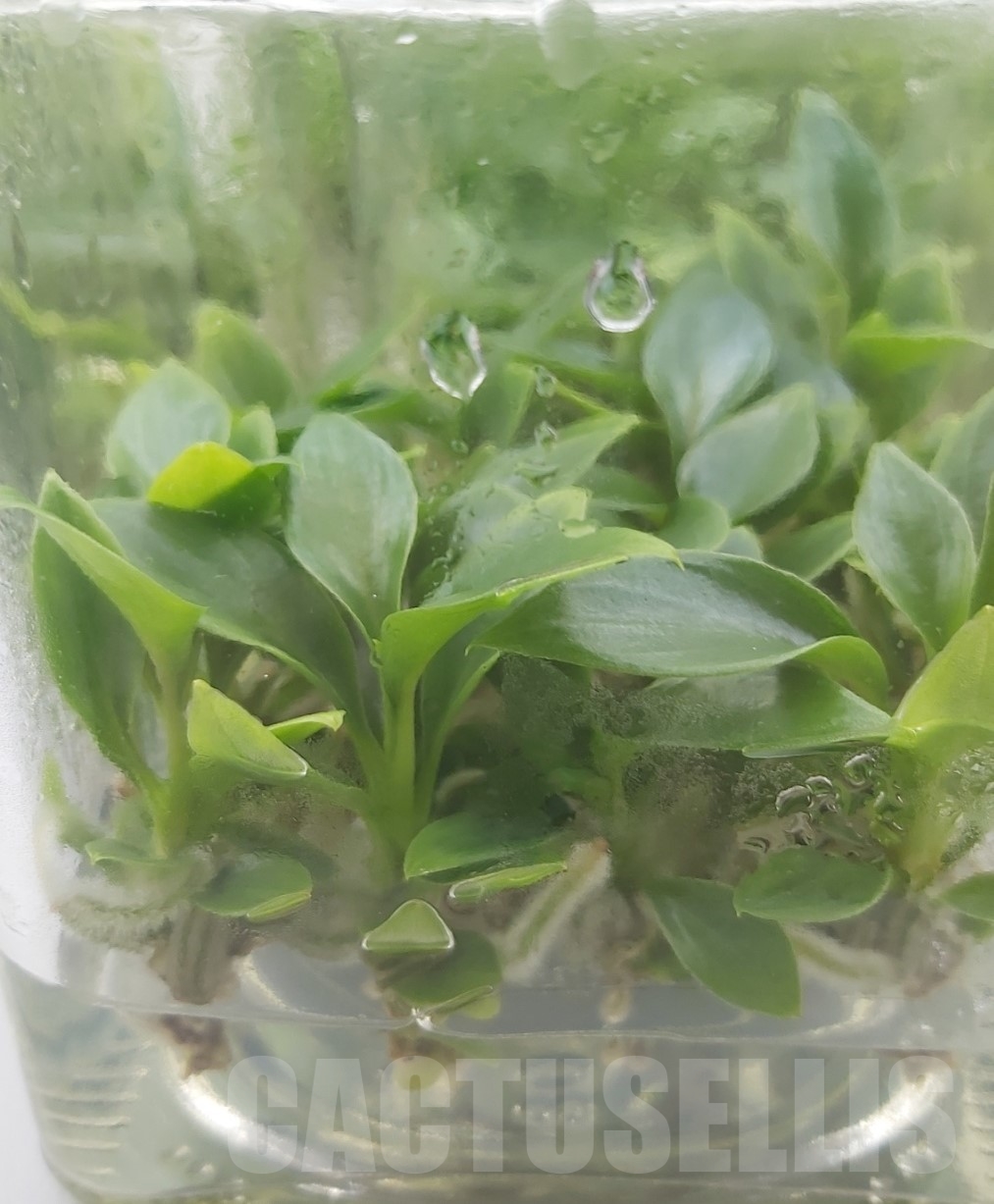 LAB040 Philodendron joepii Green TC plant - Image 4