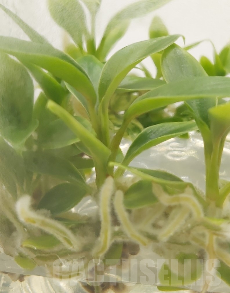 LAB040 Philodendron joepii Green TC plant - Image 5