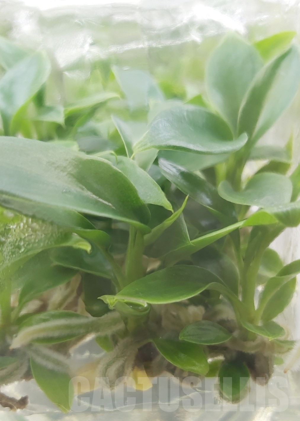 LAB040 Philodendron joepii Green TC plant - Image 6