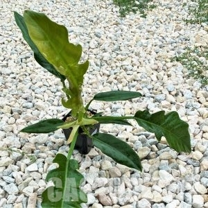 LAB057 Philodendron ‘Jungle Boogie’