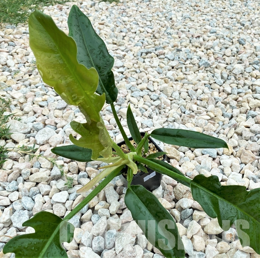 LAB057 Philodendron ‘Jungle Boogie’ - Image 2