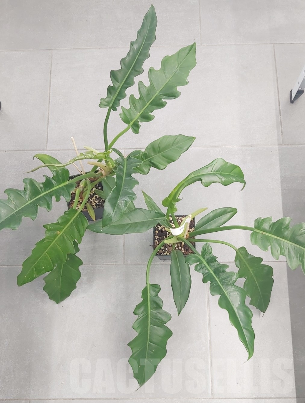 LAB057 Philodendron ‘Jungle Boogie’ - Image 3