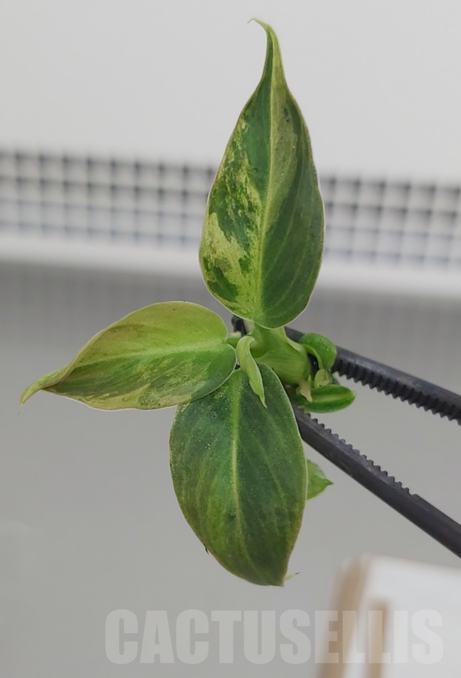 LAB048E Philodendron melanochrisum variegated TC plant