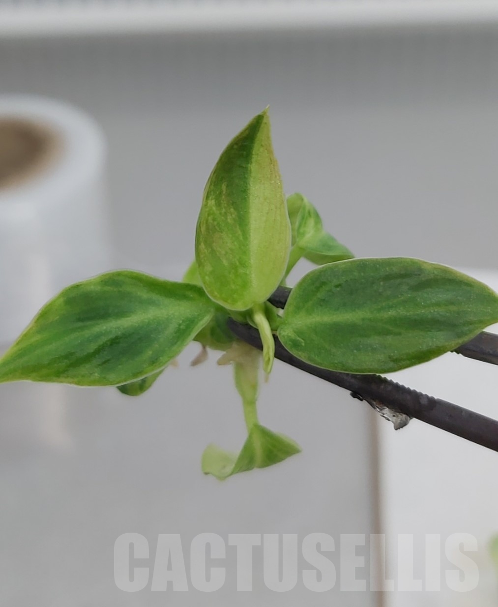 LAB048E Philodendron melanochrisum variegated TC plant - Image 4