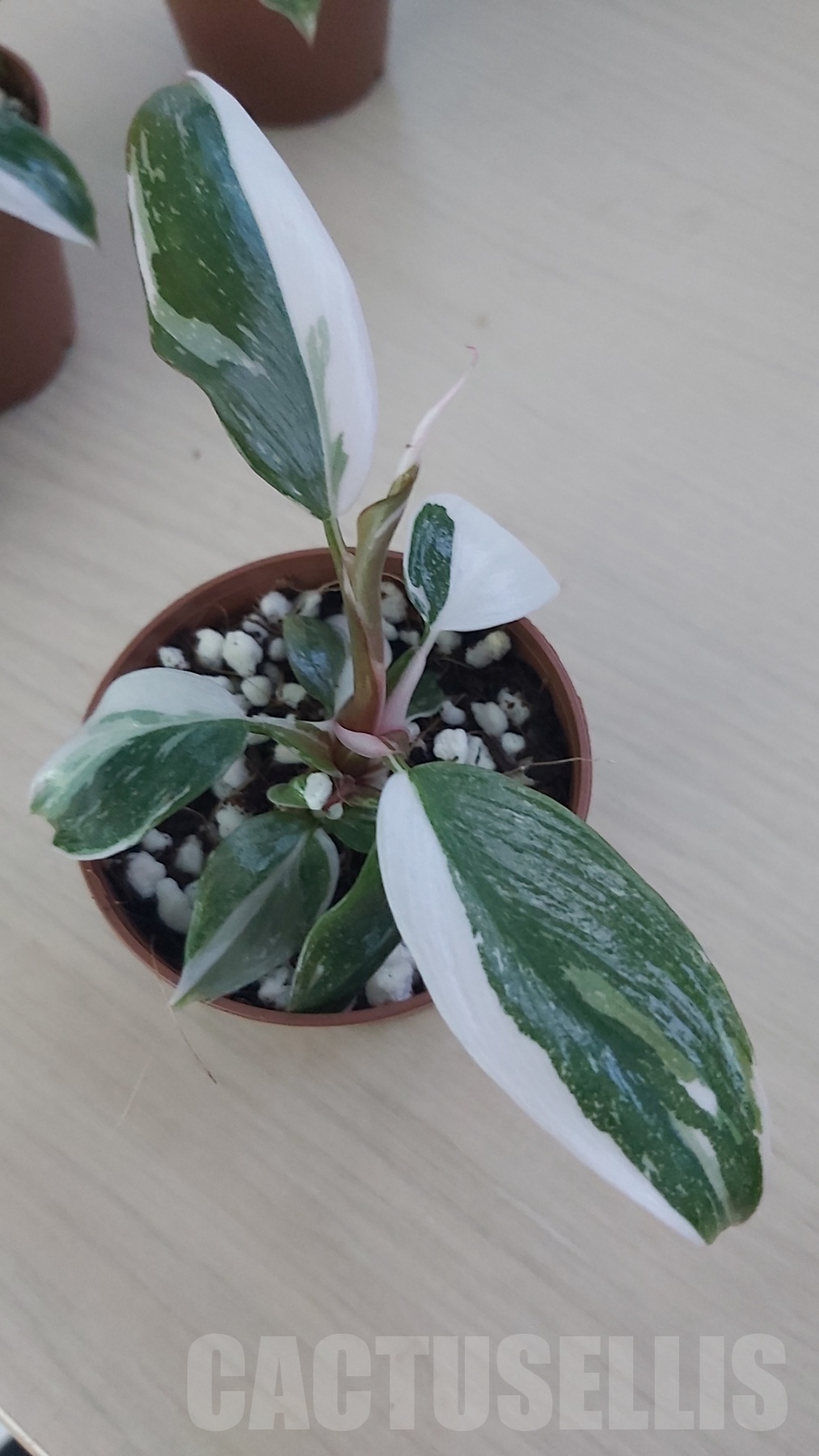 LAB002 Philodendron Red Anderson