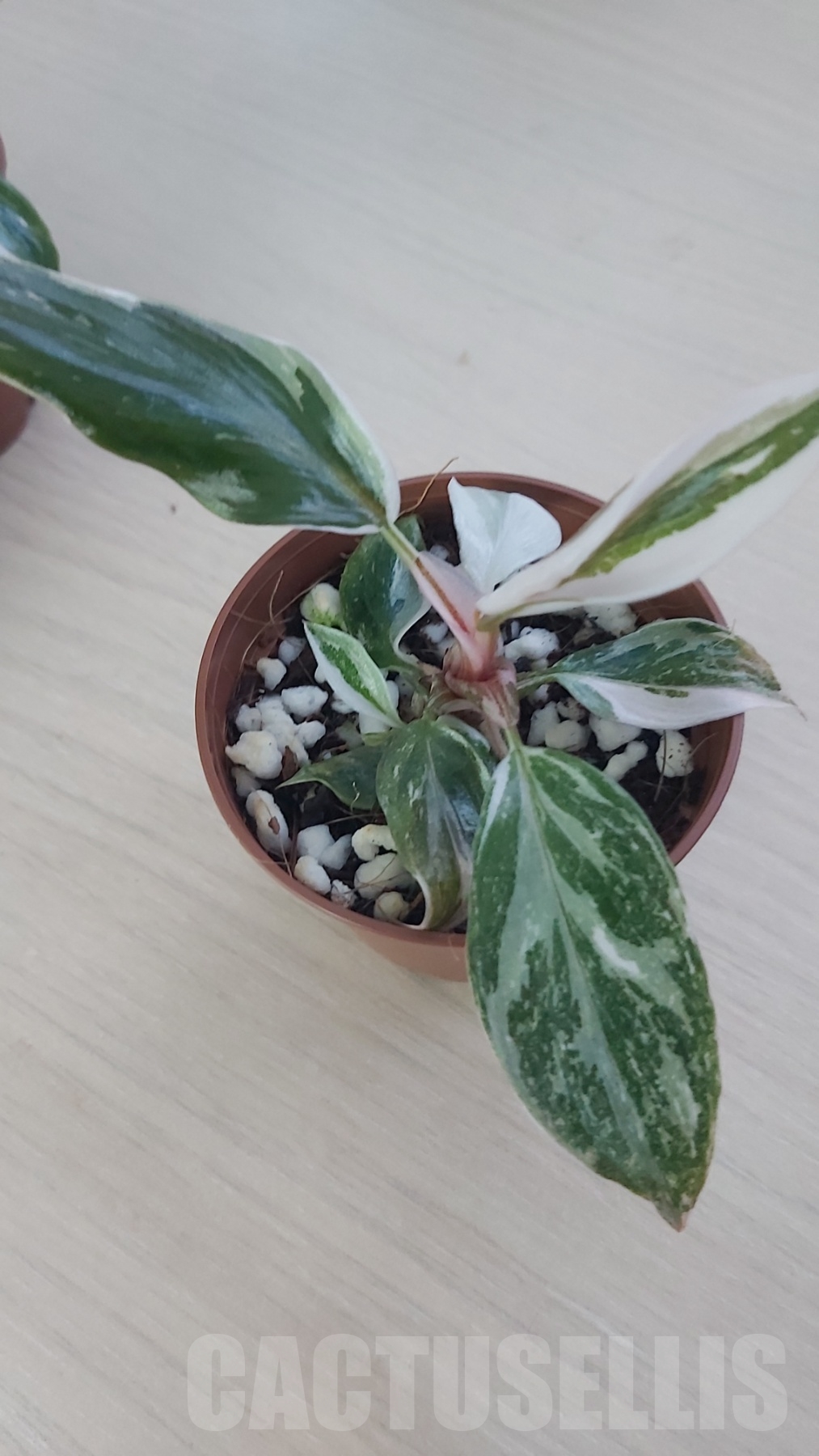 LAB002 Philodendron Red Anderson - Image 2