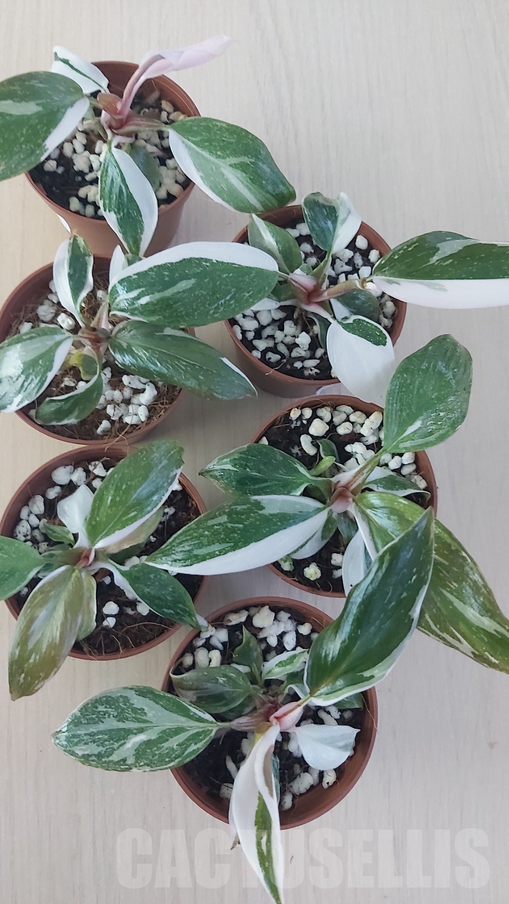 LAB002 Philodendron Red Anderson - Image 3