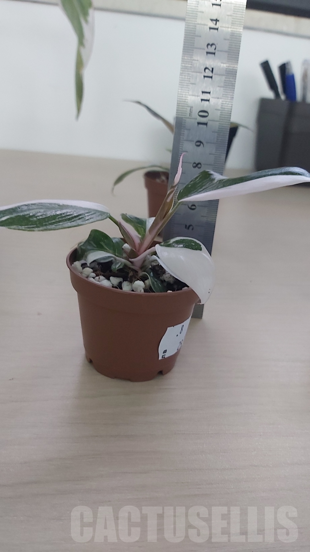 LAB002 Philodendron Red Anderson - Image 4