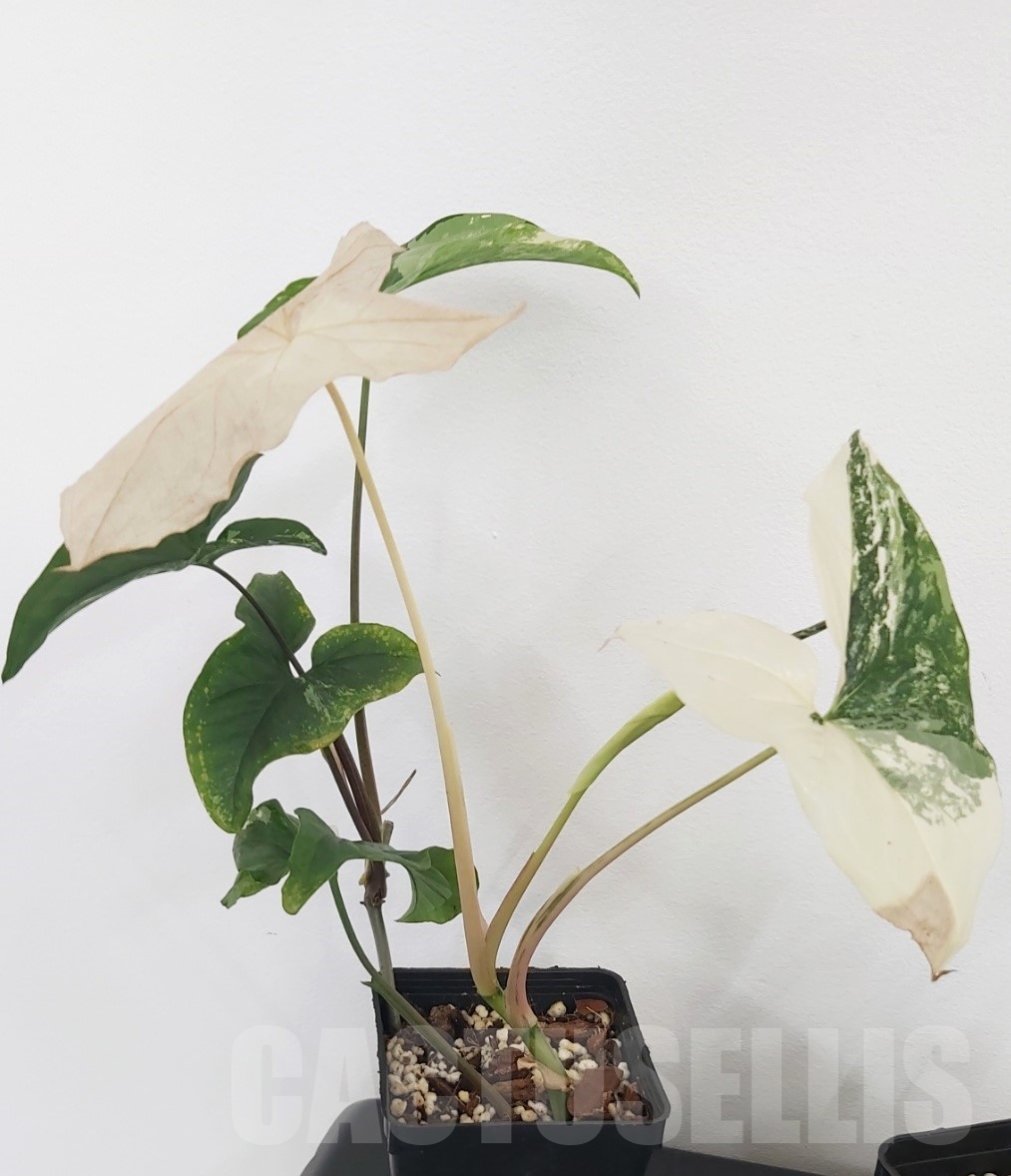 LAB017 Syngonium Albo variegata