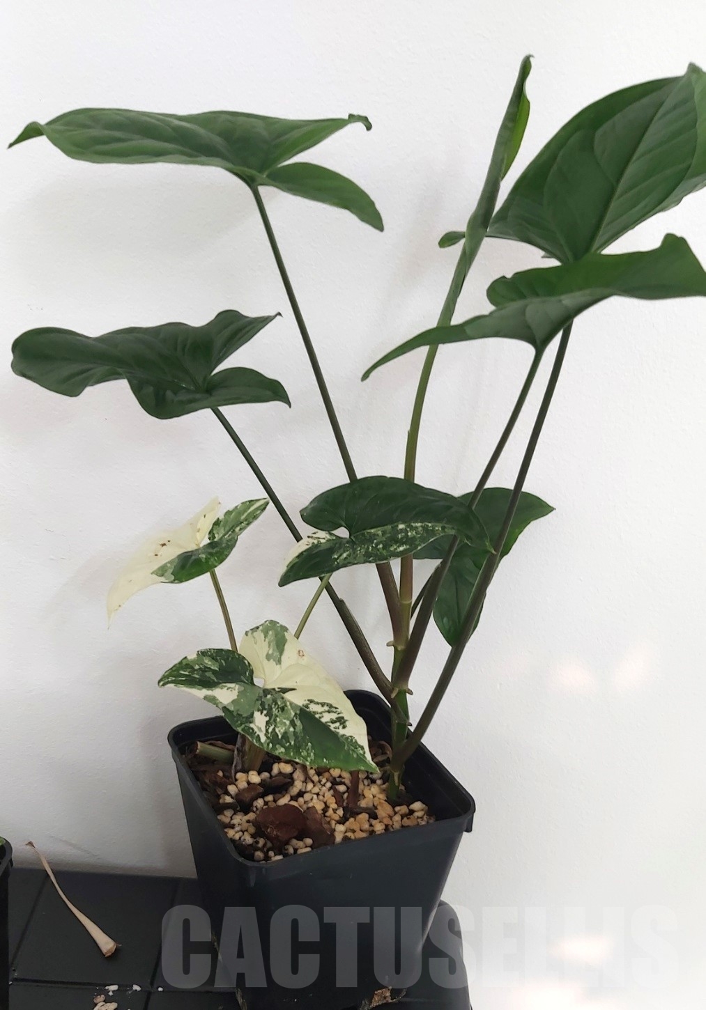 LAB017 Syngonium Albo variegata - Image 4