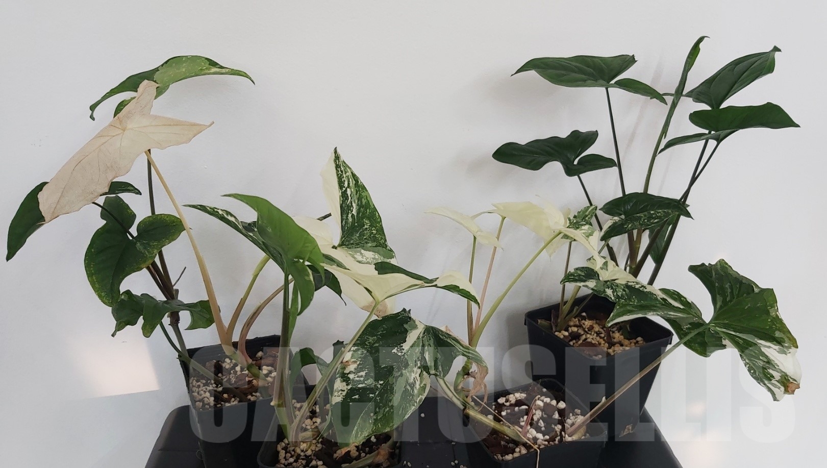 LAB017 Syngonium Albo variegata - Image 3