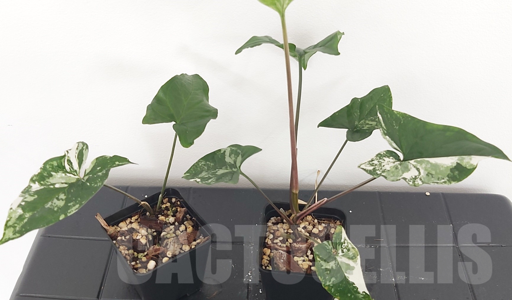 LAB018 Syngonium Albo variegata