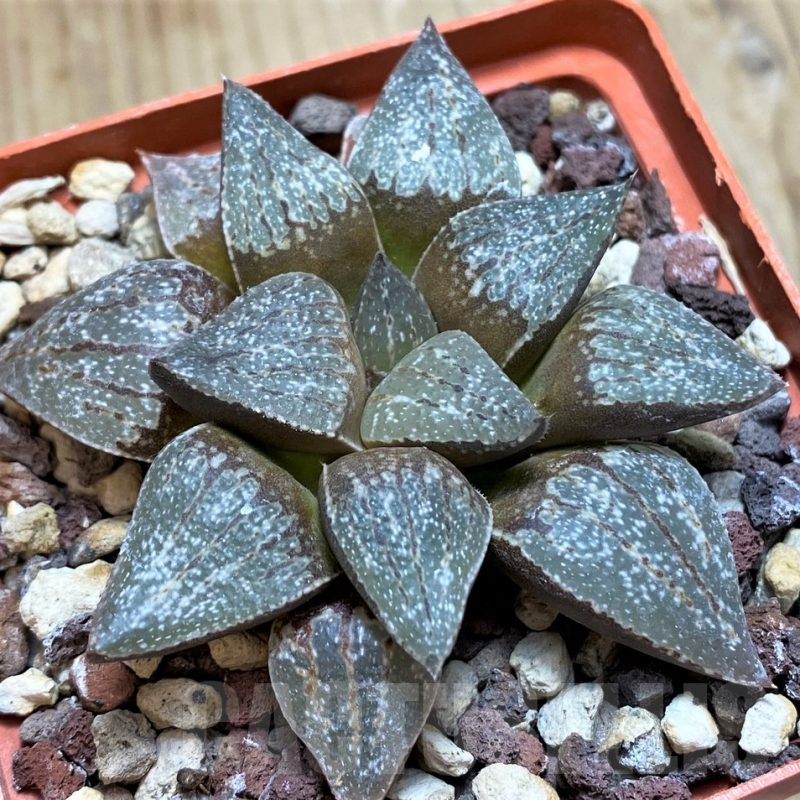 SH11647Haworthia picta SH