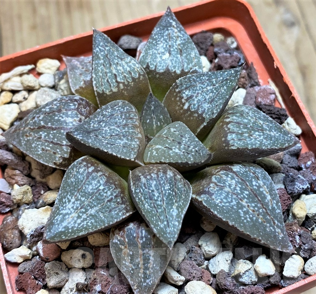 SH11647Haworthia picta SH