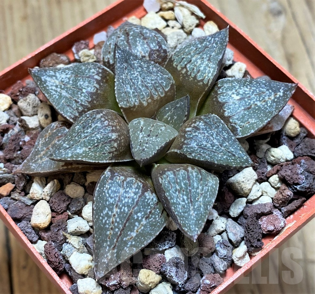 SH11647Haworthia picta SH - Image 2