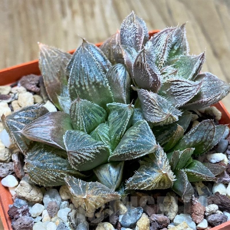 SH11648 Haworthia cooperi v. venusta hybrid