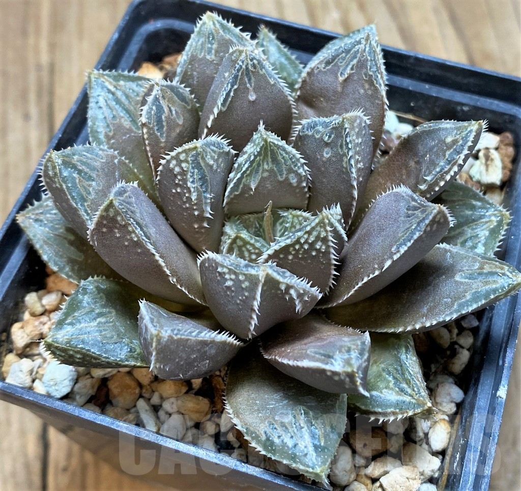 SH11649 Haworthia obtusa hybrid - Image 2