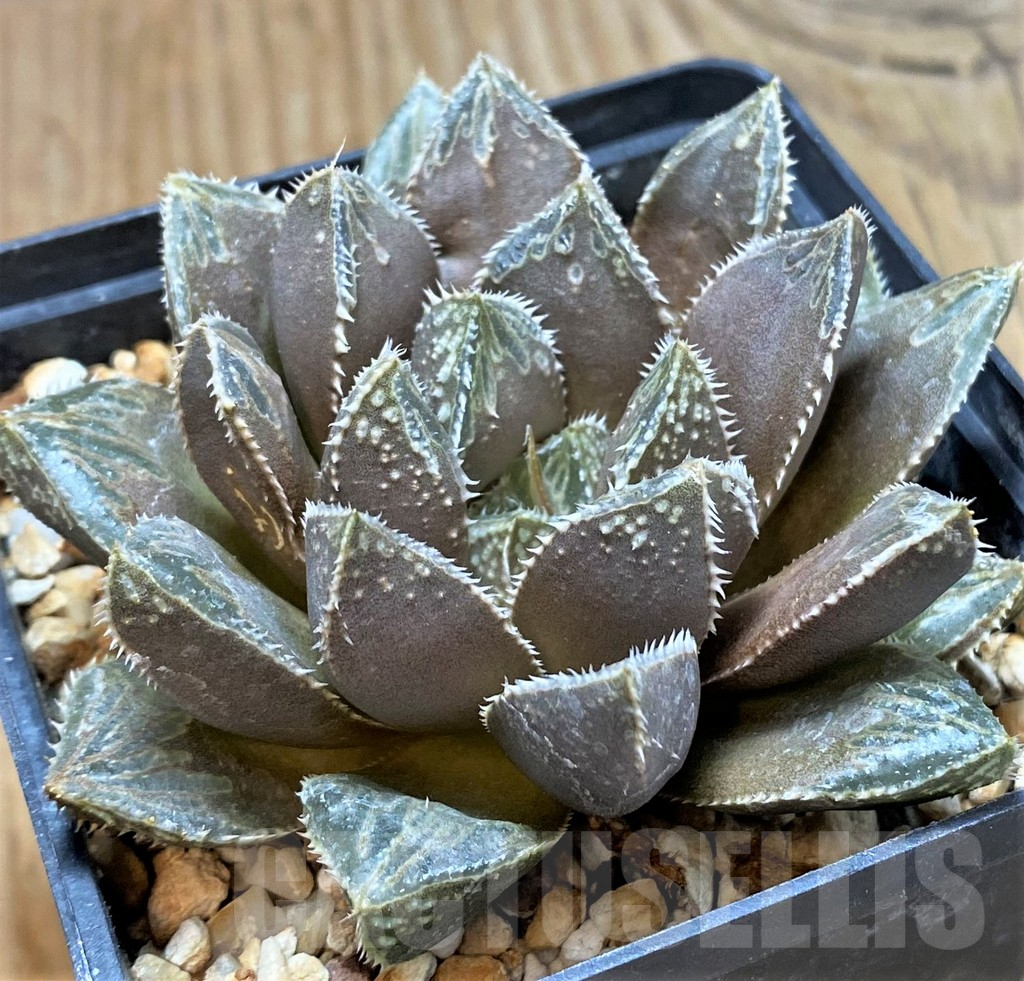 SH11649 Haworthia obtusa hybrid