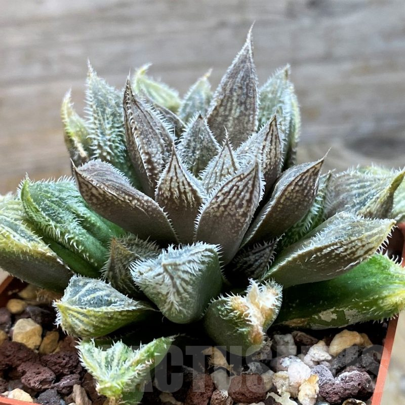 SH11607 Haworthia cooperi v. venusta hybrid