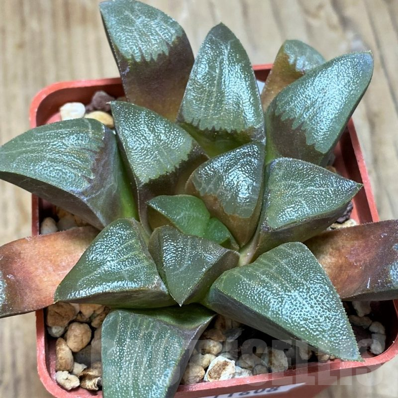 SH11608 Haworthia comptoniana x bayeri