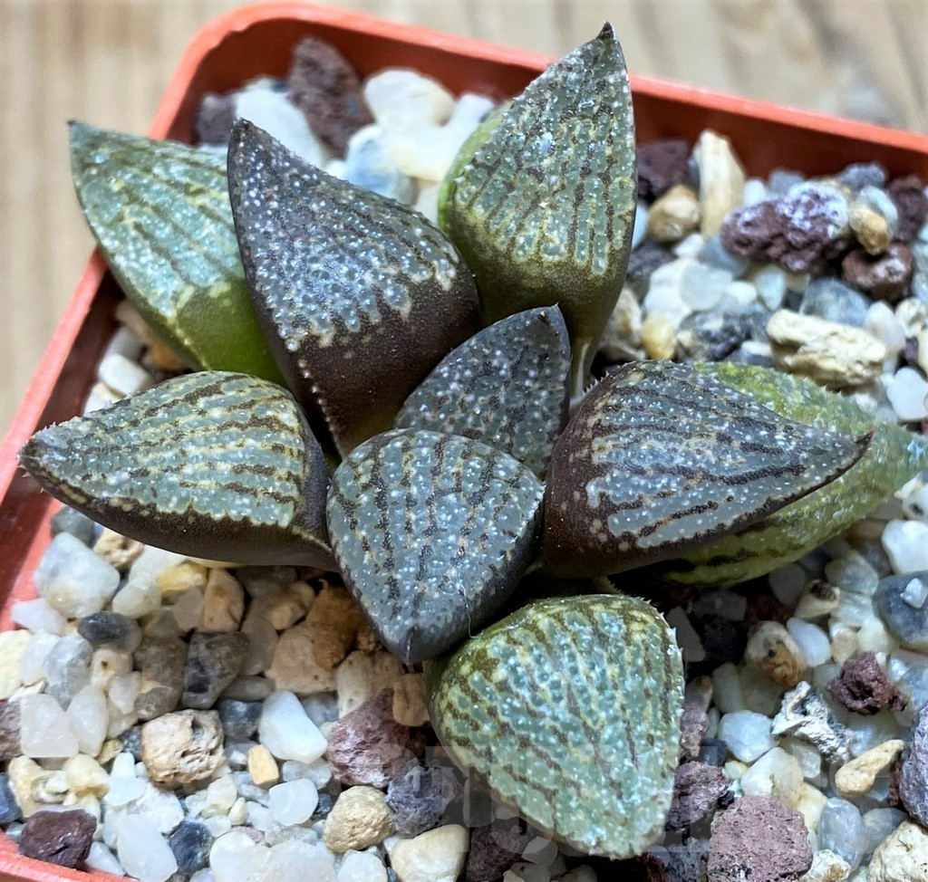 SH11612 Haworthia picta hybrid - Image 2