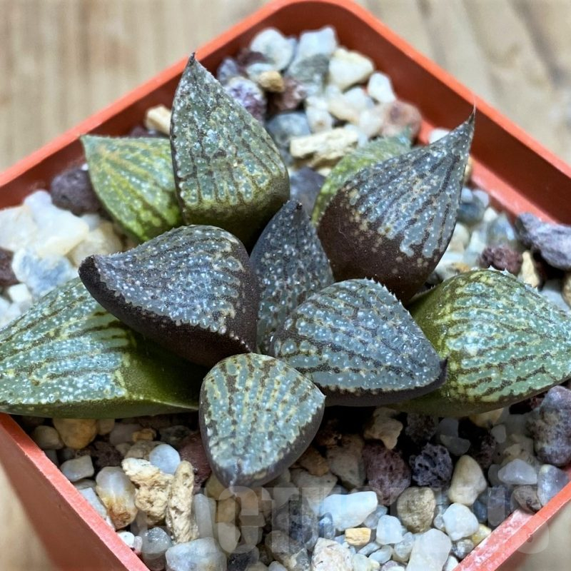 SH11612 Haworthia picta hybrid