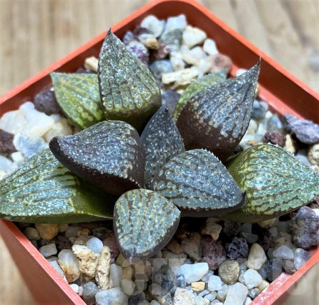 SH11612 Haworthia picta hybrid