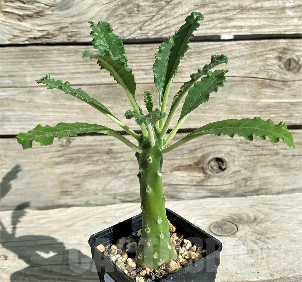 SH17377 Dorstenia lavrani - Obrázek 2