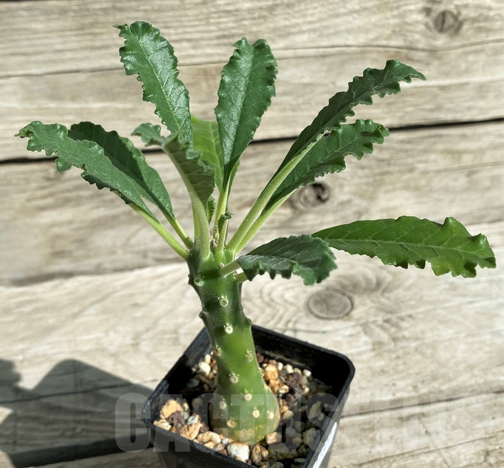 SH17377 Dorstenia lavrani