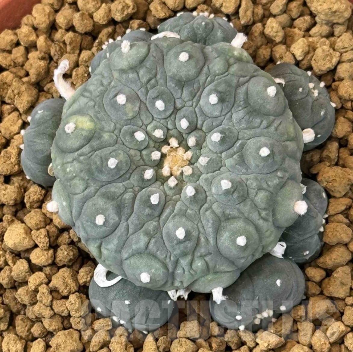 SHPR20859 Anhalonium hybrid 'Fukuryo', grafted