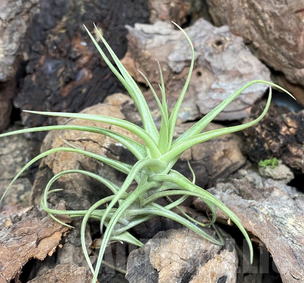 SHPR20069 Tillandsia aeranthos