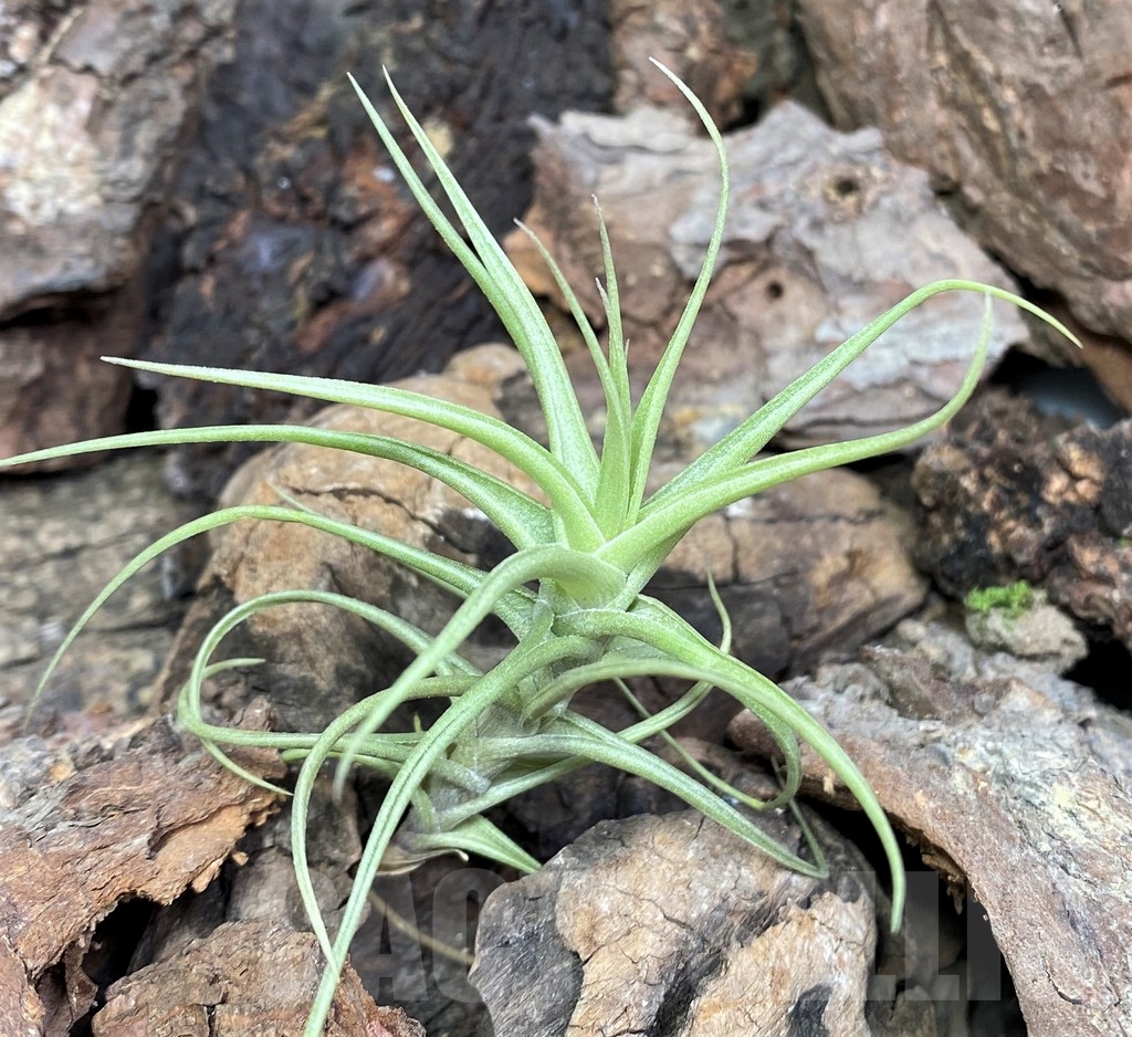 SHPR20069 Tillandsia aeranthos – Bild 2