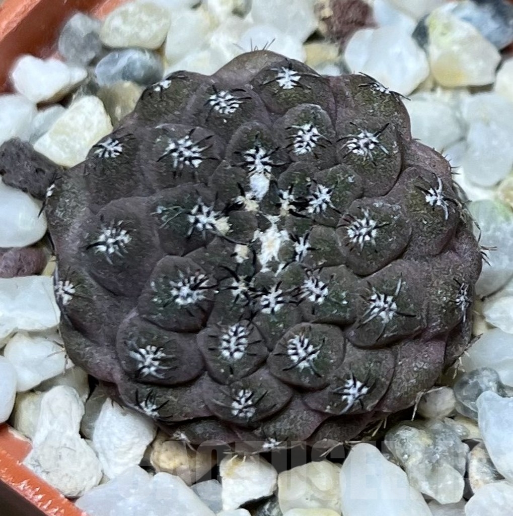 SHPR20056 Thelocephala esmeraldana ex MG 1030.9